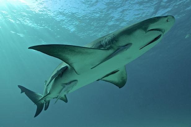 Sharks' Symbiotic Relationships | Nature and Wildlife | Discovery