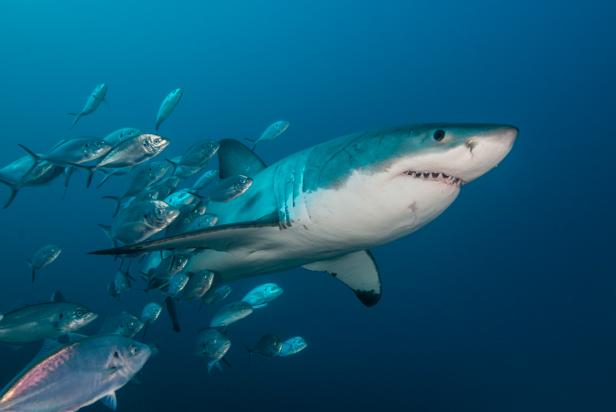 10 Killer Reasons Why Entrepreneurs Should Swim With Sharks — Webbroi