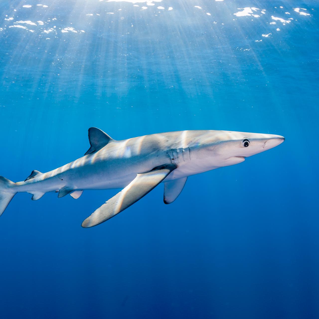 Ocean Acidification Could Eat Away at Sharks' Teeth and Scales