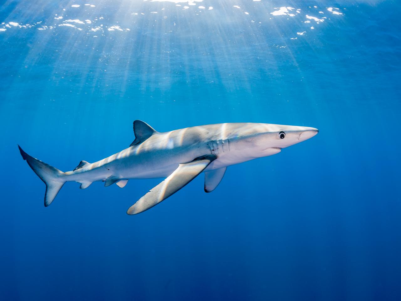 Climate Change Threatens Sharks Existence and Oceans Delicate Balance Nature and Wildlife Discovery