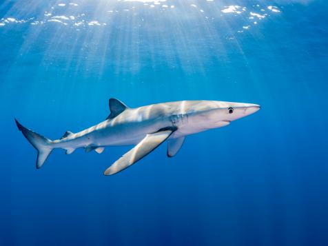 Shark Conservation is Essential to Tackle Climate Change