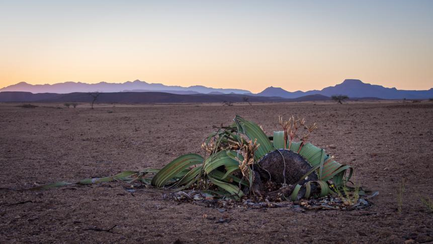 Perhaps unfairly labelled as one of the world's ugliest plants, Welwitschia mirabilis was first discovered by the Austrian botanist Friedrich Welwitsch in 1859. With leaves that capture moisture from sea fogs and long taproots that search out any underground water it is well adapted to the harsh arid environments of the Namib Desert.   Welwitschia mirablilis is comprised of only two leaves, a stem base and a taproot. From seedlings the first leaves continue to grow horizontally from the stem base for the lifespan of the plant, a most unusual, if not unique, characteristic.  The circumference of the leaves at contact with the sand may exceed 8 m. Weathering eventually causes the leaves to become frayed and split along parallel margins preventing the leaves from extending across the desert ground for more than a few metres. The torn and twisted leaves of the adult plant give the impression that there are multiple leaves, hence the description 'octopus-like'.   Male and female reproductive parts (cones) are produced on separate plants. The plant in the photo shows ripe female cones after seed dispersal. The age of individual plants is difficult to assess, but many plants may be over 1000 years old, some may be more than 2000 years old.