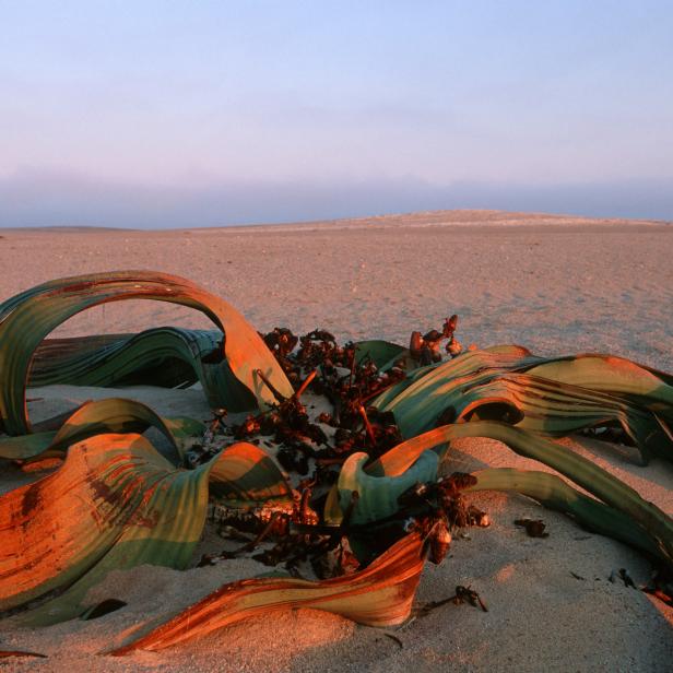 Namib Naukluft National Park, Namibia