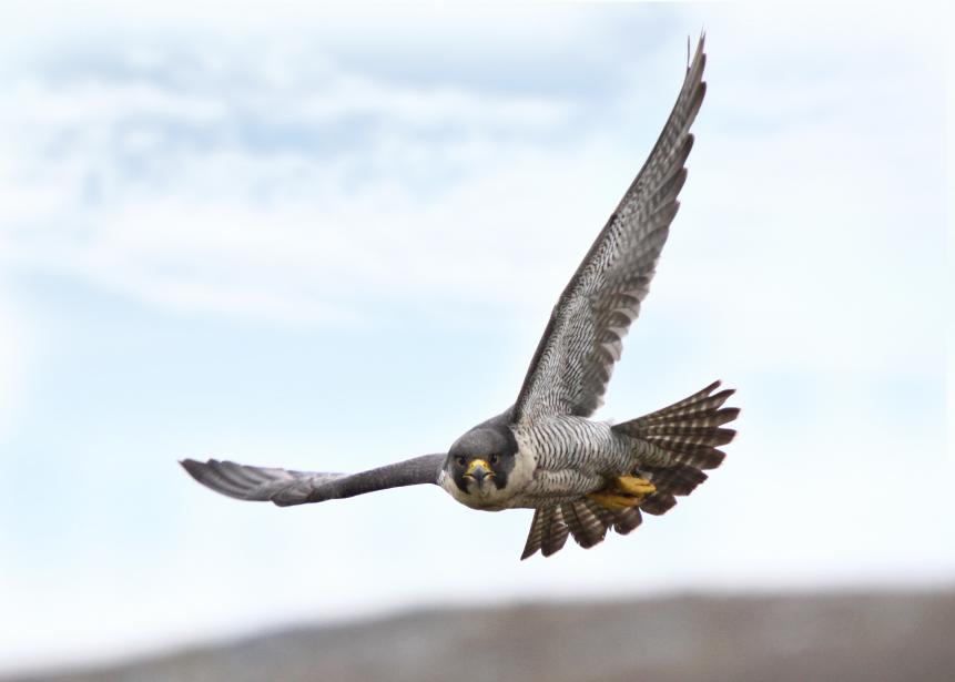 Female Peregrine Falcon taken in Wales, UK.