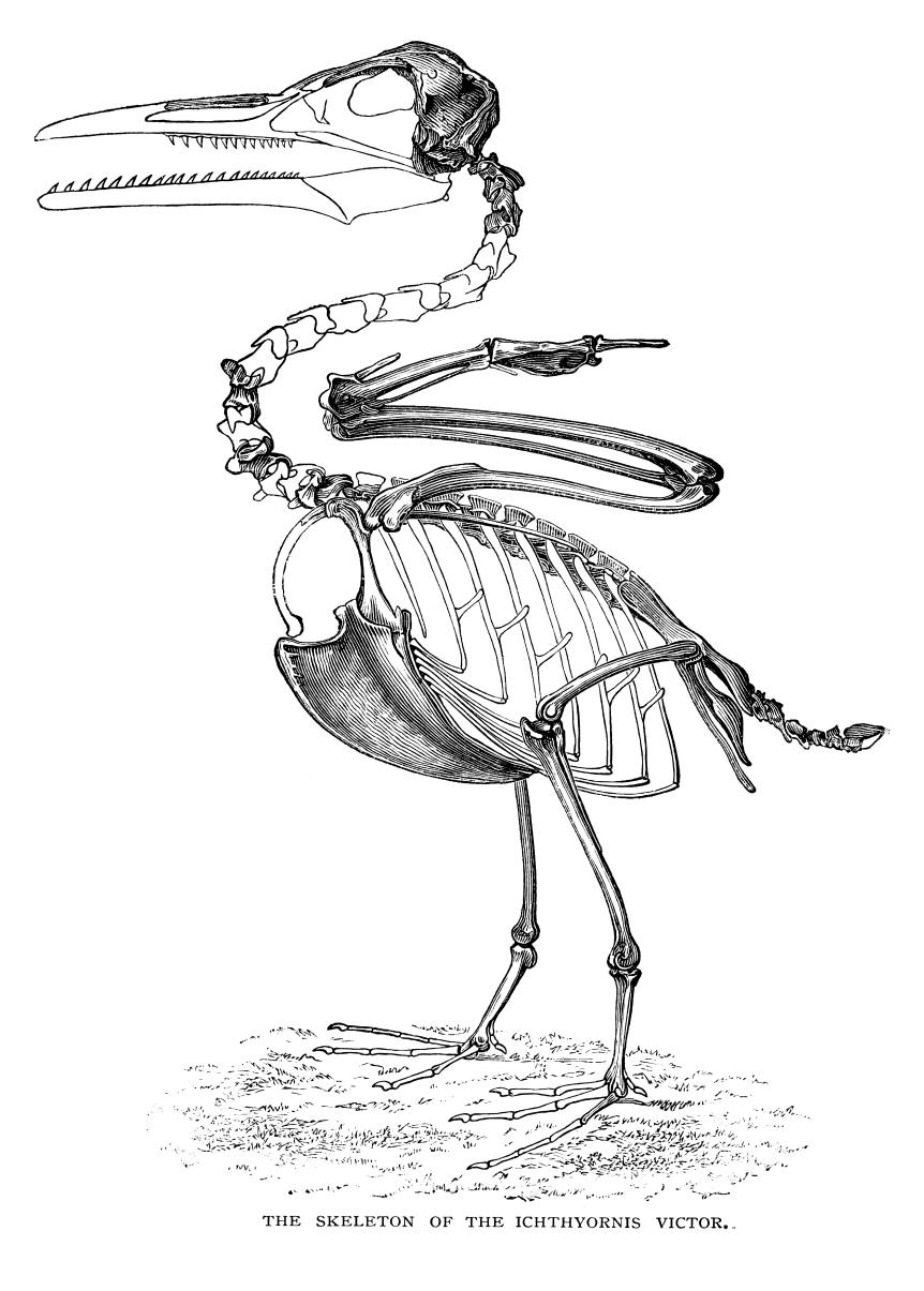 Ichthyornis Victor Skeleton - Scanned 1886 Engraving