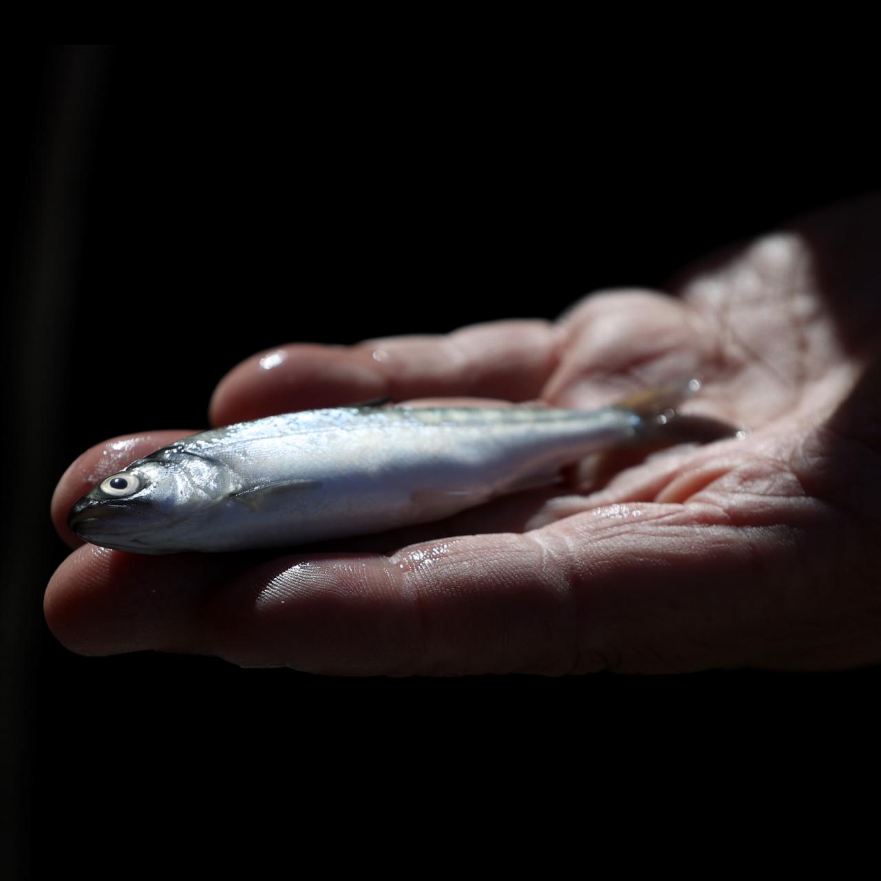 California's Salmon People are Facing a Life without Salmon, Nature and  Wildlife