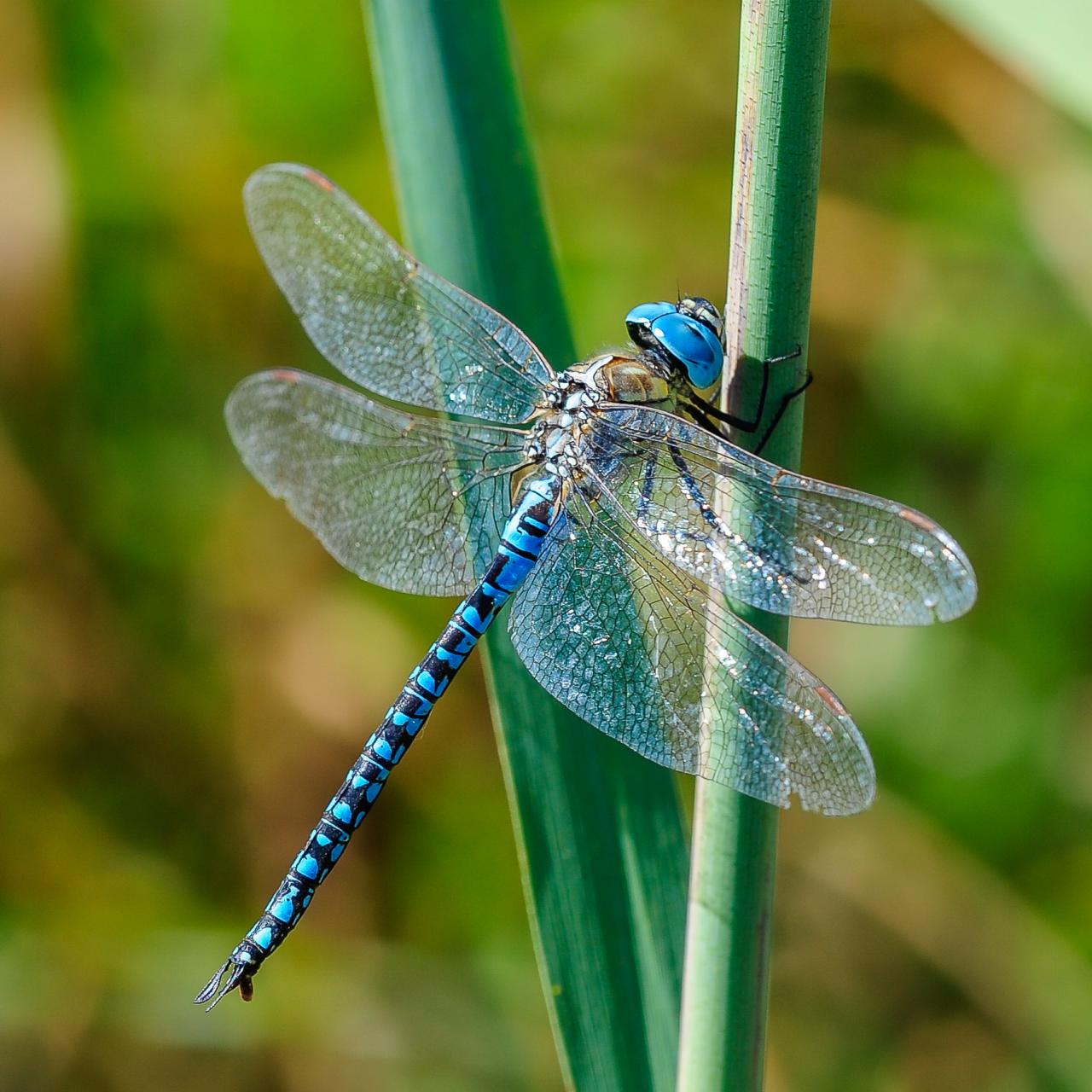 Dragonflies are the Perfect Model for Future Aerial Drones