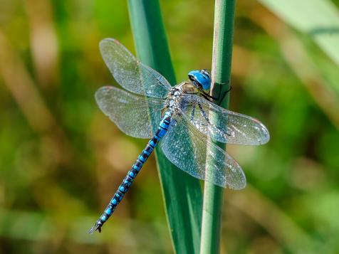 A Dragonfly's Highly Evolved Flying Technique is Perfect for Drones