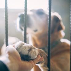 Adorable big mixed breed dog giving his paw to a man through the lattice while sitting in shelter kennel.
