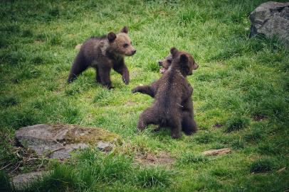 Jebbie the grizzly bear 'very happy' at wildlife sanctuary