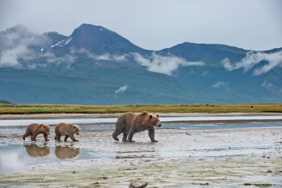 An Orphanage for Grizzly Bears, Nature and Wildlife