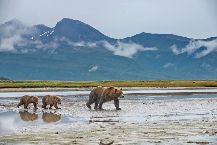 A Brown Bear mother and cubs in Katmai National Park in Alaska.  The cub's reflection is seen in the river bank water.