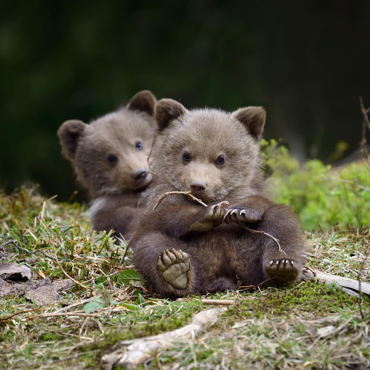 newborn grizzly bear