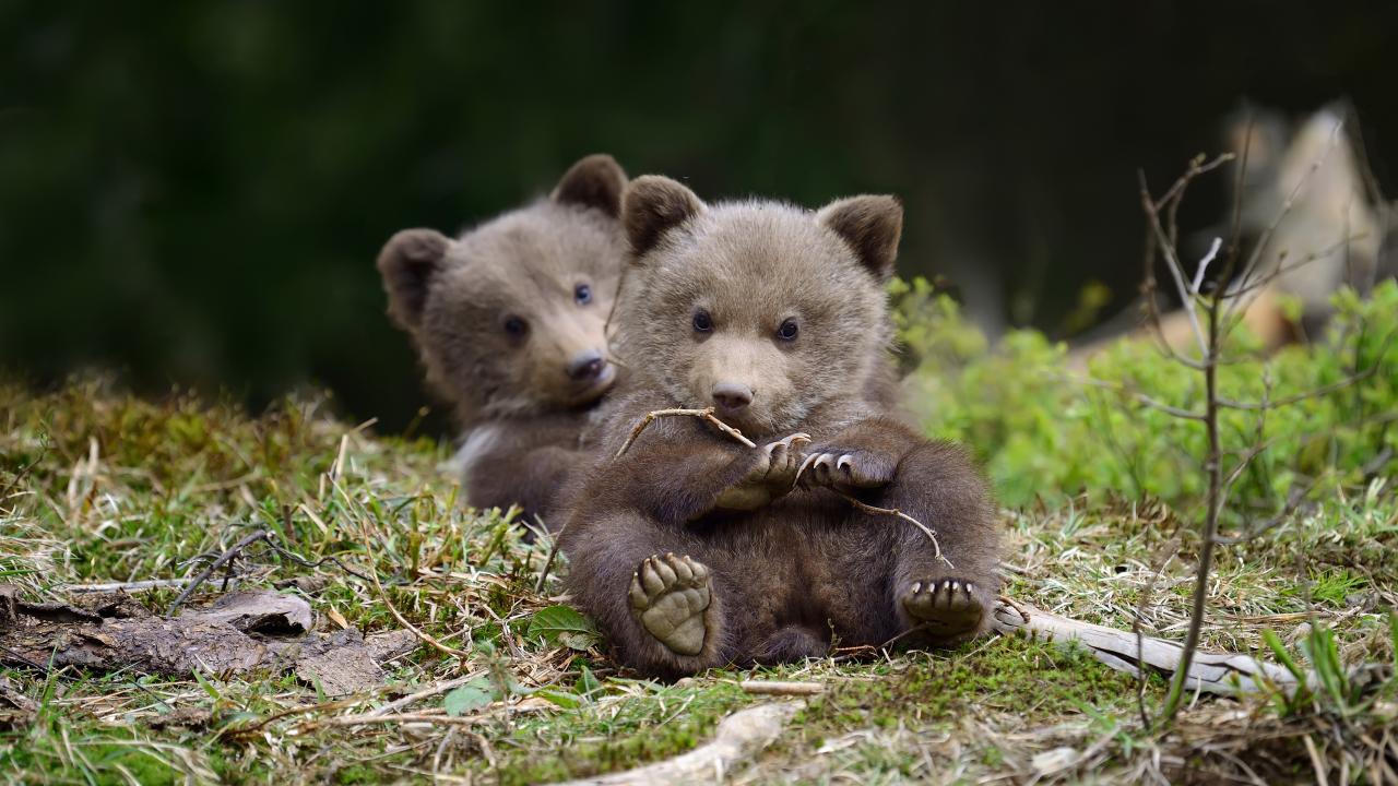 Mom Wait Mama Bear and Cub, Wildlife Photography, Animal Photo