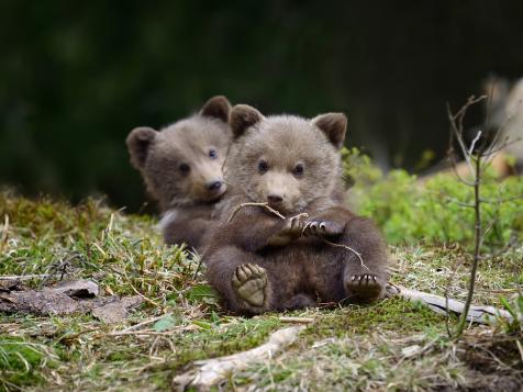 The Mission to Save Grizzly Bear Cubs