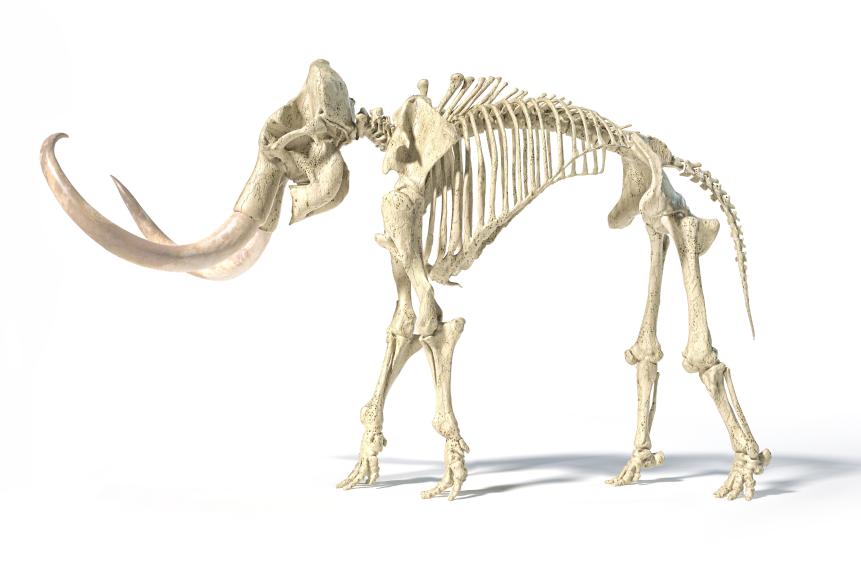 Woolly mammoth skeleton, realistic 3d illustration, viewed from a side. On white background and dropped shadow.