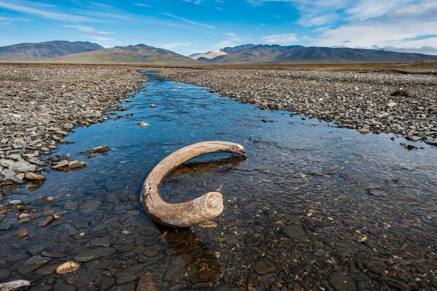 The tusk of an extinct woolly mammoth (Mammuthus primigenius), the common name for the extinct elephant genus Mammuthus.  It is about 4000 years old and on Wrangel Island the last place on earth that the woolly mammoth lived.