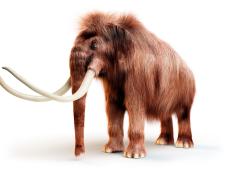 Woolly mammoth against white background, illustration.