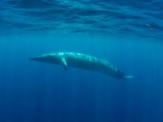 The echoes of fin whale vocalizations are so powerful they can penetrate volcanic rock and sediment on the ocean floor. Scientists are using these seismic waves to learn more about the deep sea.