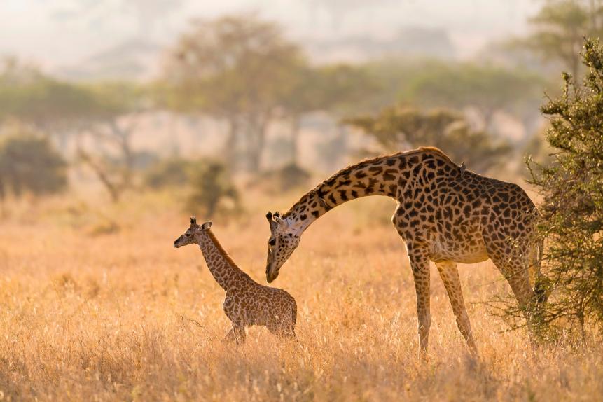 A giraffe mother grooming her calf in Serengeti.