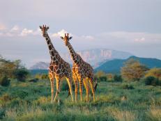 Scientists discovered that giraffes are actually a highly complex social species, on par with elephants and chimpanzees.