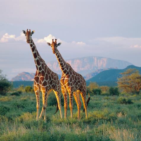 Reticulated giraffes (Giraffa camelopardalis reticulata)