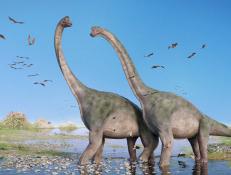 A tale of two species. Massive sauropod dinosaurs discovered in northwestern China is the region’s first fossil discovery.