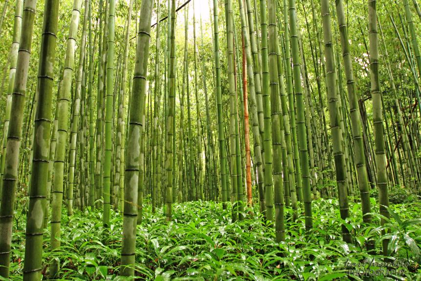 Bamboo forest in Kyoto, Japan.