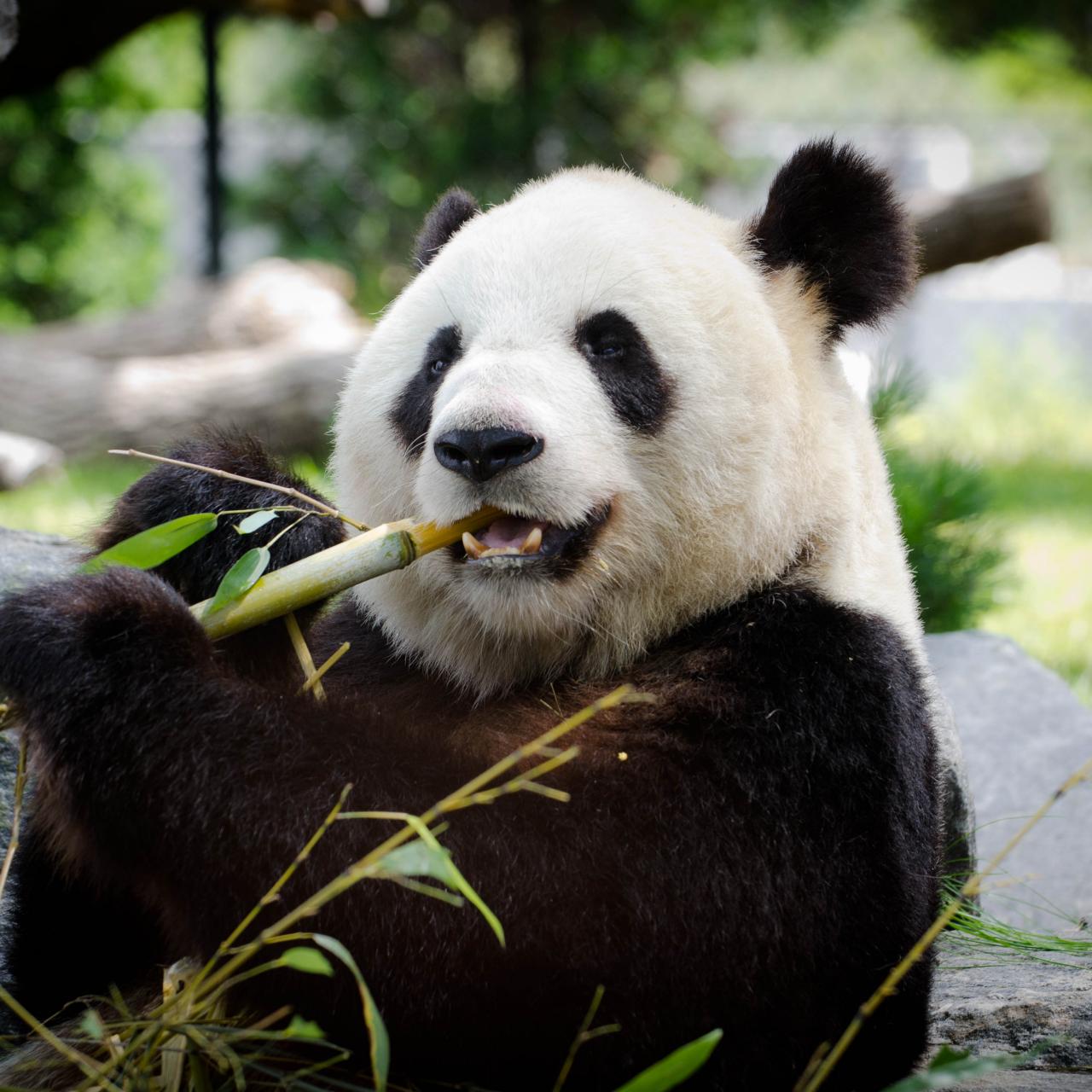 pandas eating bamboo
