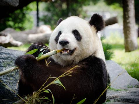 Giant Pandas are No Longer Endangered