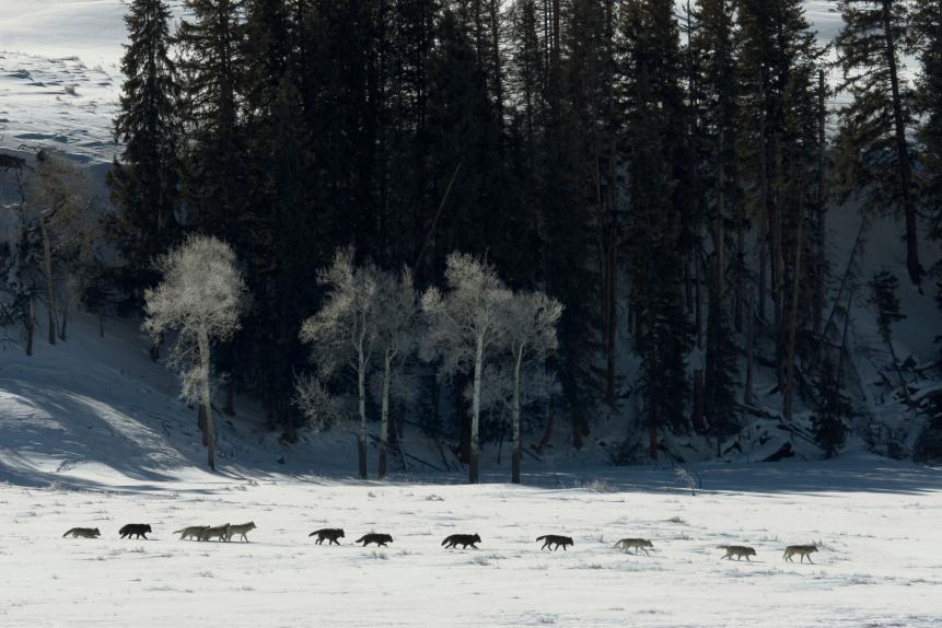 Most of the Druid grey wolf pack trot across the snow filled Lamar Valley in Yellowstone National Park. Pine trees and cottonwood trees are in the background. The gray wolf is the largest wild member of the Canidae family and an ice age survivor.