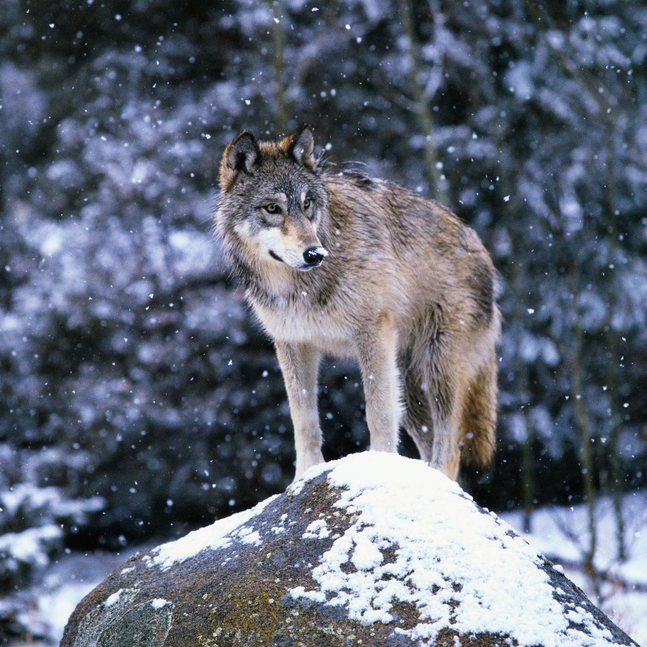 Everything You Need to Know about Americas Rewilding of the Gray Wolf Nature and Wildlife Discovery pic