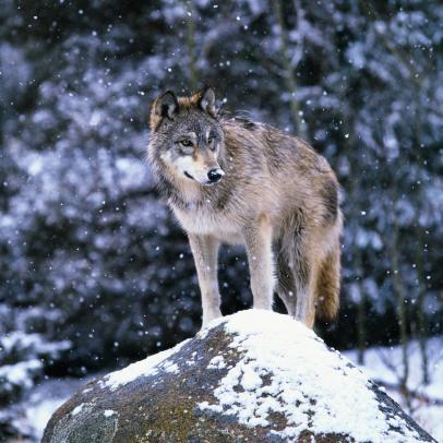 Christchurch Calibre På forhånd Everything You Need to Know about America's Rewilding of the Gray Wolf |  Nature and Wildlife | Discovery
