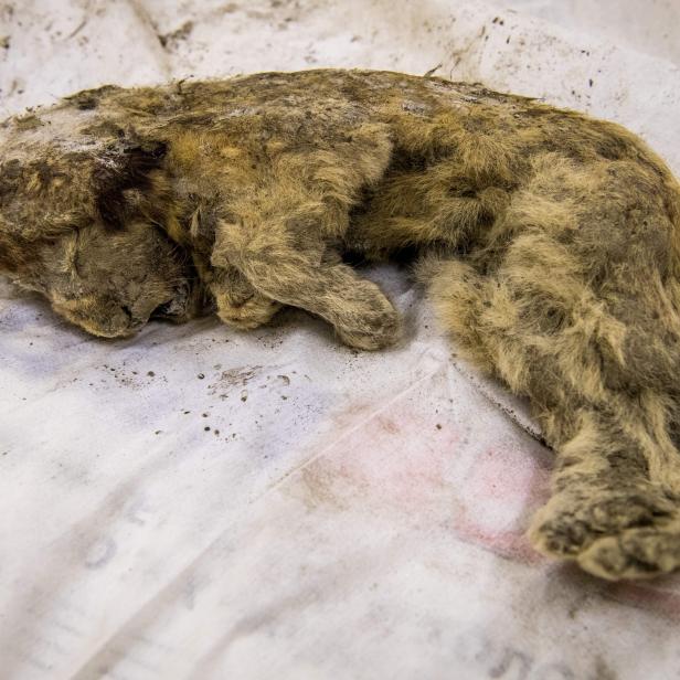 Valery Plotniko (unseen), a palaeontologist at the Yakutia Academy of Sciences, studies a rare prehistoric cave lion cub on November 28, 2018. - Crouching near a wooden shed in his snowy backyard, Prokopy Nogovitsyn lifts up a grey tarpaulin and takes out a vertebra the size of a saucer: part of a mammoth skeleton. Mammoth bones are widespread in Yakutia, an enormous region bordering the Arctic Ocean covered by permafrost, which acts as a giant freezer for prehistoric fauna. (Photo by Mladen ANTONOV / AFP)        (Photo credit should read MLADEN ANTONOV/AFP via Getty Images)