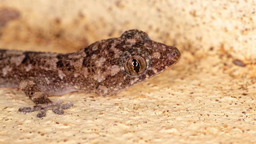 tropical house gecko of the species Hemidactylus mabouia