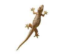 Reptile roadtrip? How the African house gecko traveled from Africa across to the Americas.