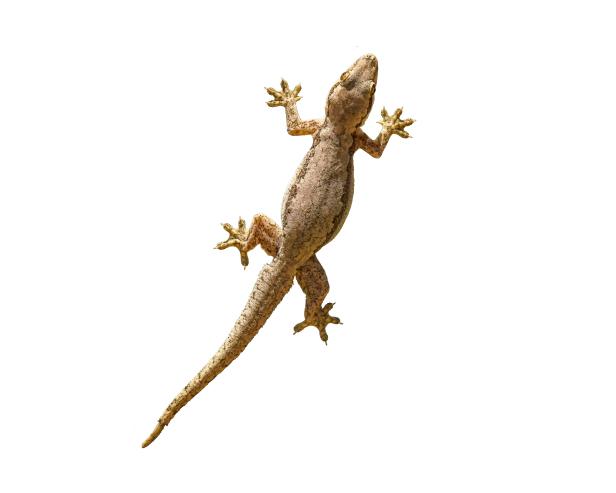 How Did the African House Gecko Leave Africa? | Nature and Wildlife |  Discovery