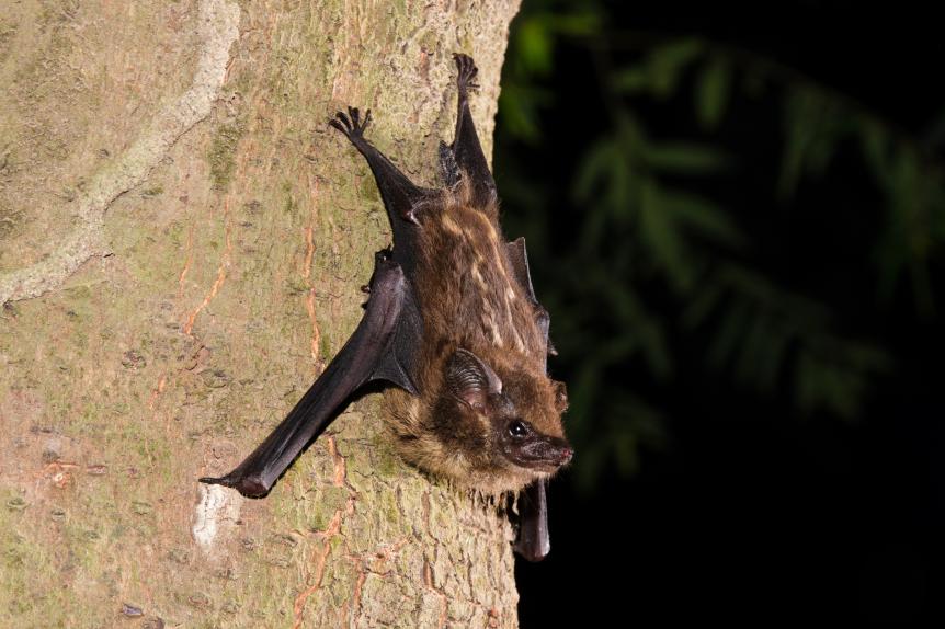 The Lesser white-lined bat (Saccopteryx leptura) is a bat species of the family Emballonuridae from South and Middle America.