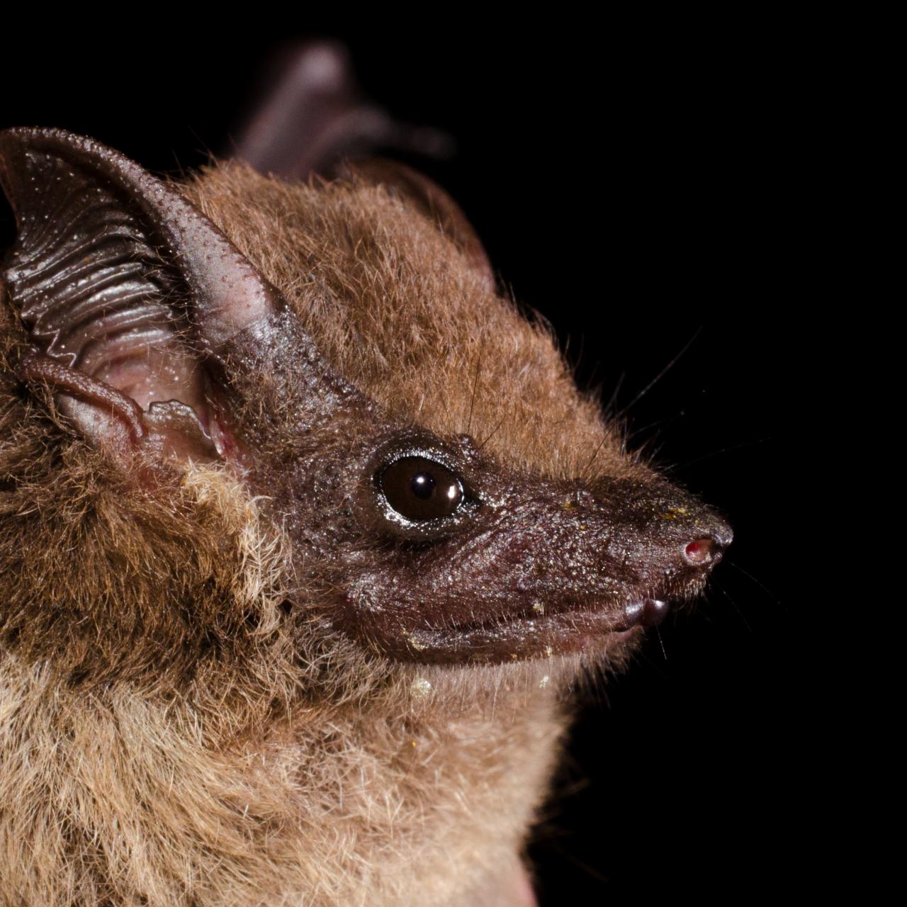 Greater Sac-Winged Bat Pups Babble Like Human Babies | Nature and