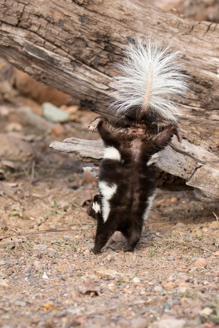 Eastern Spotted Skunk taken in central MN under controlled conditions captive, doing handstand getting ready to spray