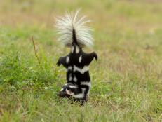 These seven species of spotted skunks can do handstands, but that’s not the only secret they’re hiding.
