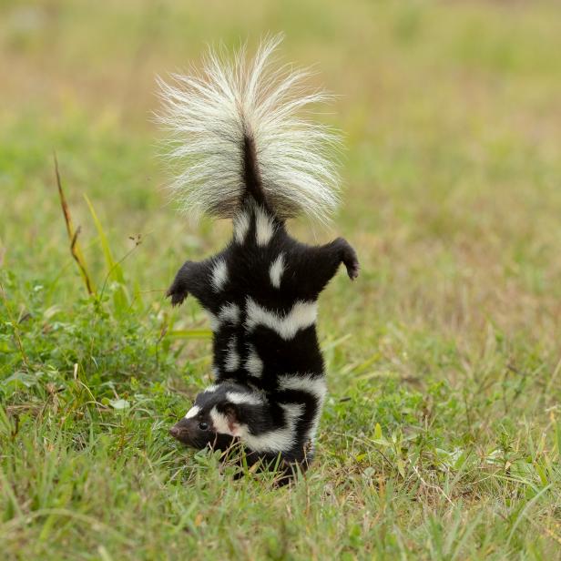 Eastern Spotted Skunk doing handstand before spraying taken under controlled conditions