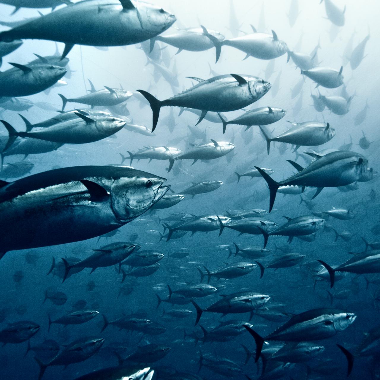 These Tuna Species are No Longer Endangered