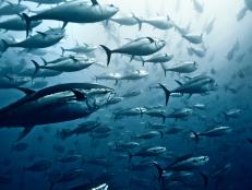 Two bluefin, a yellowfin, and an albacore tuna species are no longer critically endangered — surprising scientists.