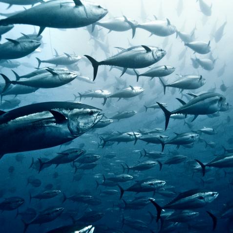 Large group of  Yellowfin tuna.