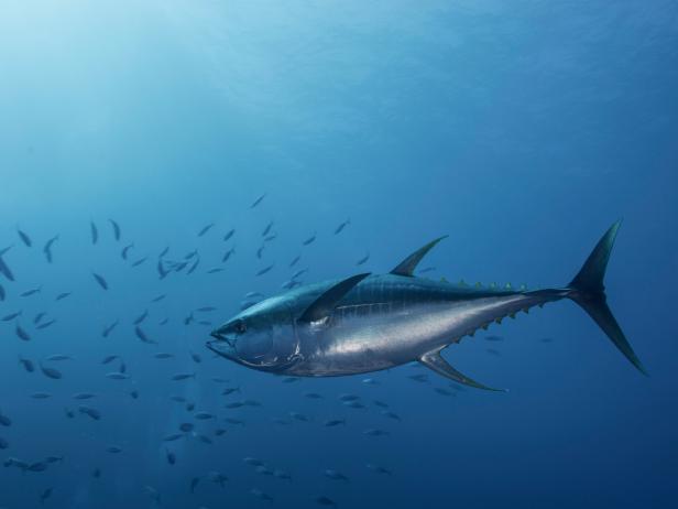 These Tuna Species are No Longer Endangered | Nature and Wildlife ...