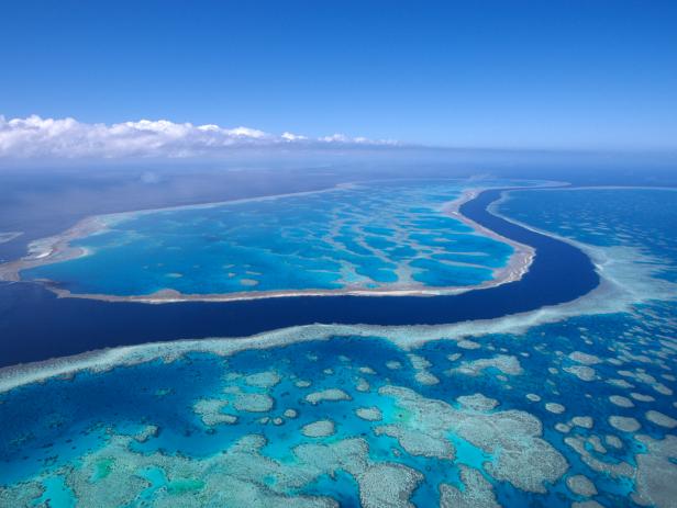 The Great Barrier Reef’s Widest Coral Offers Hope for the Future ...