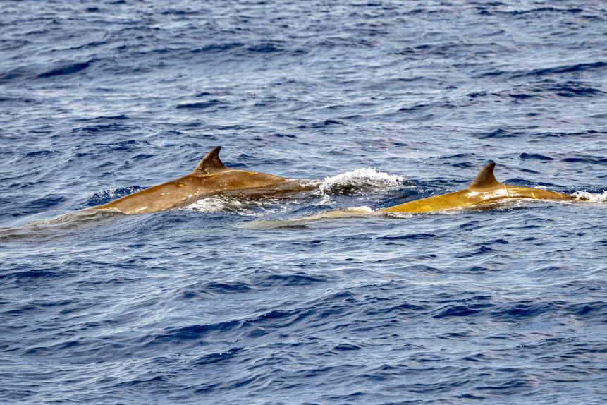 Dolphin name Cuvier's whale ultra rare to see