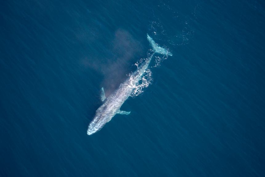 Blue whale.Balaenoptera musculus.Gulf of California (Sea of Cortez), Mexico. (Photo by: Francois Gohier/Universal Images Group via Getty Images)