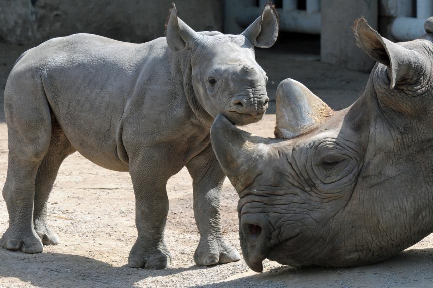 A newly-born black rhinoceros baby named "Kiwidi" lays next to its mother "Nane" at the zoo in the western German city of Krefeld on August 6, 2010. The young rhino was born on July 30, 2010 at the zoo. AFP PHOTO / HORST OSSINGER   GERMANY OUT (Photo credit should read HORST OSSINGER/DPA/AFP via Getty Images)